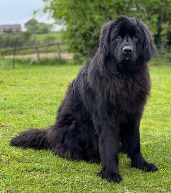 Male Newfoundland: Looking for a new home
