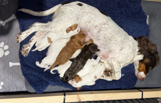 READY SOON COCKER SPANIEL PUPPIES