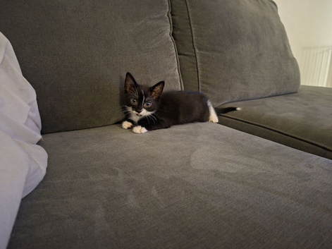 READY NOW!! BEAUTIFUL TUXEDO BOY