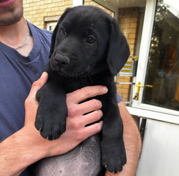 Ready to go. 2 girls Left! Black Labrador Puppies