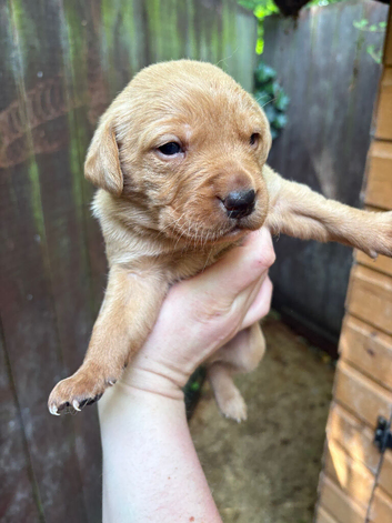 4 fox red labrador puppies