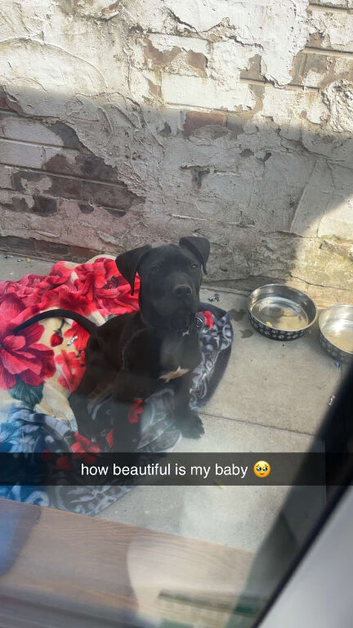 Cane corso x presa canario