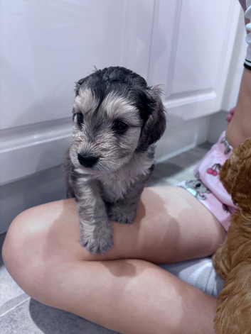 Cockapoo puppies