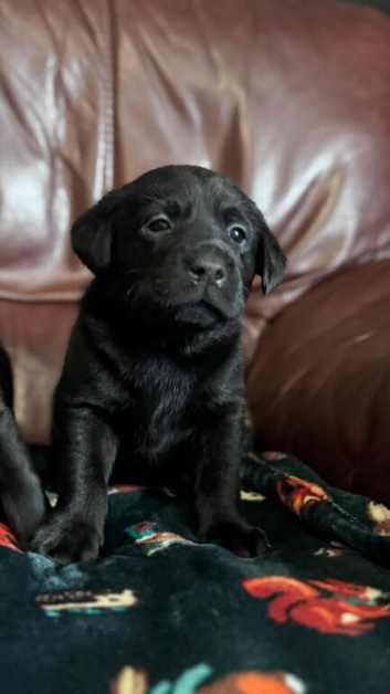 Black Labrador retriever KC REGISTERED
