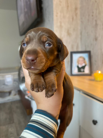 Female dachshund