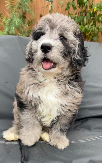 SaintBerdoodle, Chocolate Merle, Beautiful Rare F1 READY NOW!!