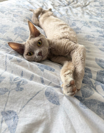 Pedigree female lilac Devon Rex girl