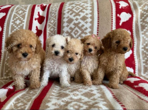 Beautiful maltipoo Puppies For Sale