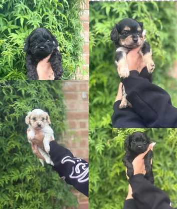 4 gorgeous males