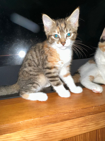 12 weeks old tabby with part ginger kitten (girl)