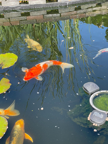 Complete Koi Pond Set-