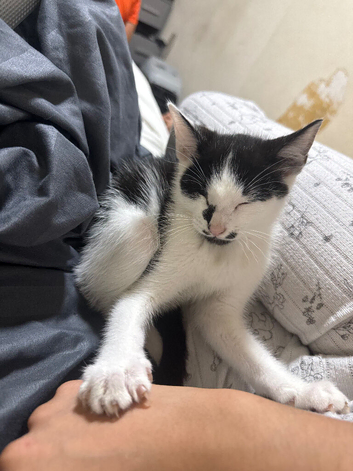 Tuxedo male
