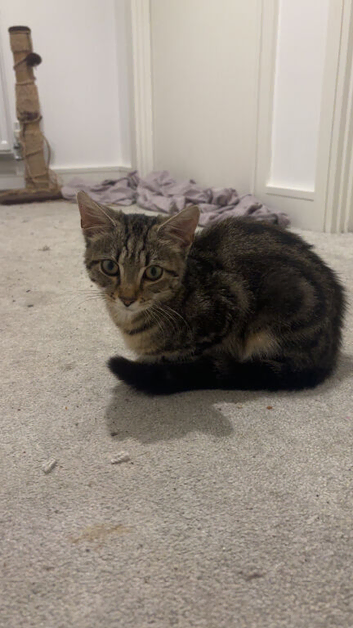 Shorthair tabby for sale