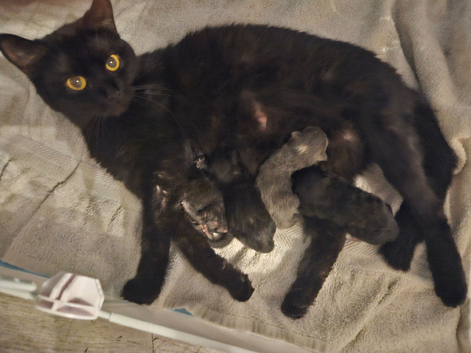 4 beautiful kittens for sale