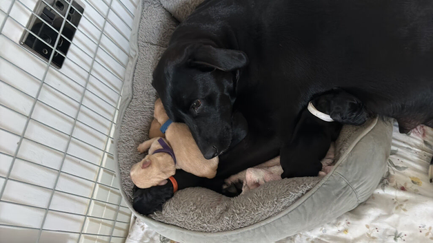 Goldador puppies with a dash of Dalmatian