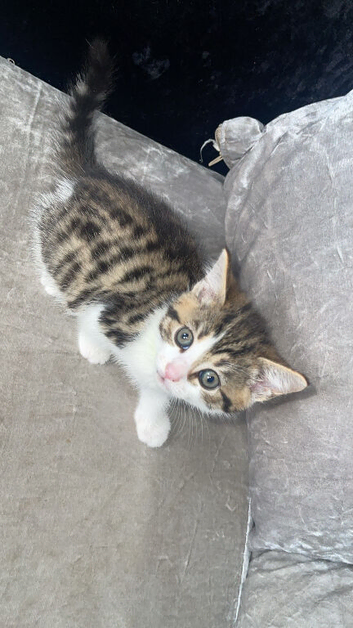 Iv got 1 kitten ready for their forever home tabby litte boy