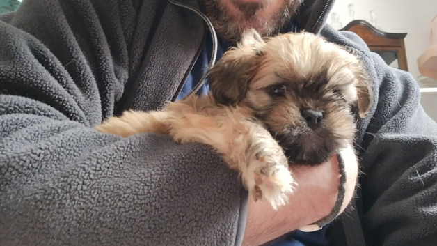 9 beautiful Lhaso Apso puppies for sale 2 girls and 7 boys- ready to go now and KC registered