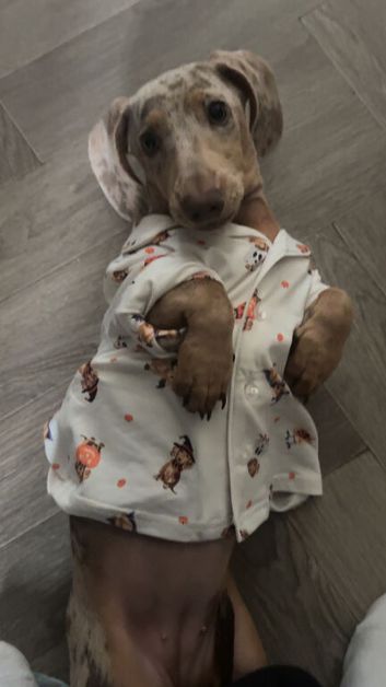 Dachshund for sale