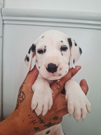 Dalmatian Puppies. Liver & black spotted
