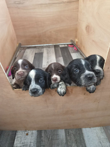 2 male 8week old sprocker pups ready to leave