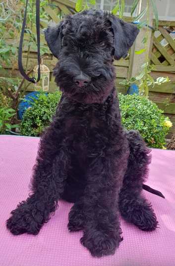 Kerry blue terrier puppies