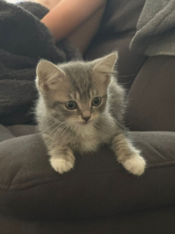 British shorthair x male