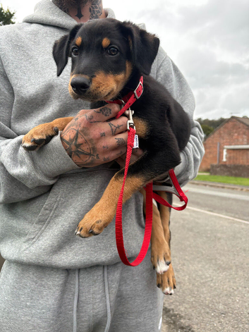 Huntaway cross kelpie