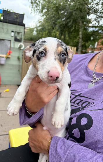 Jack Russel x Chihuahua puppys  x5 male