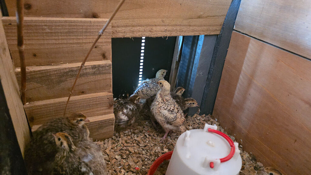 5 week quail chicks