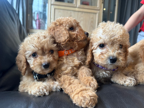 Playful lovely2 girls  cockapoos ready now