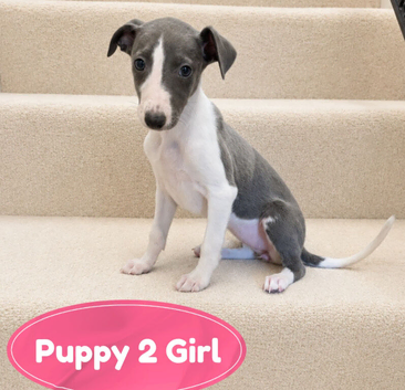 Stunning Blue Whippet Puppies