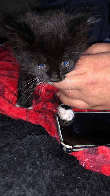 2 girl kittens