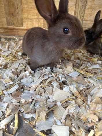 Rex baby bunnies