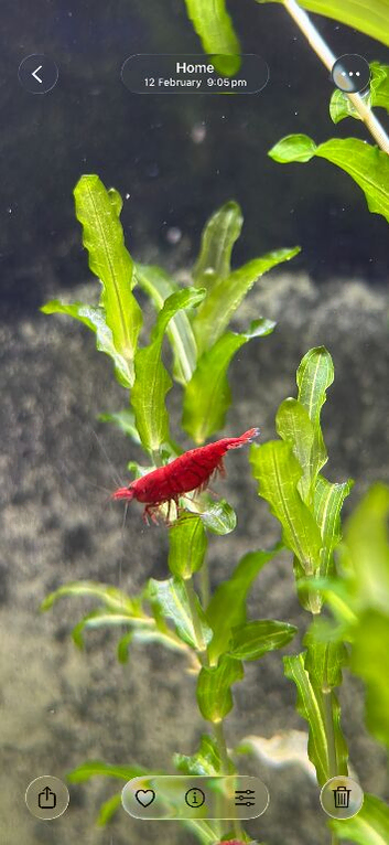 Shrimp