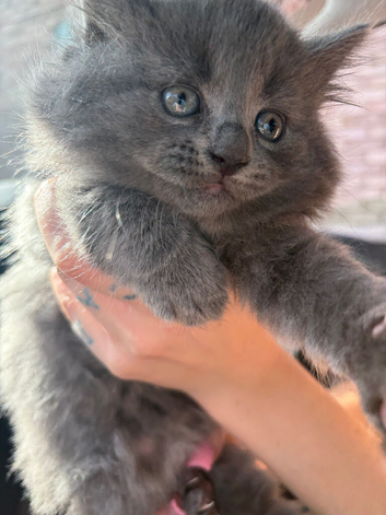 Beautiful female kitten