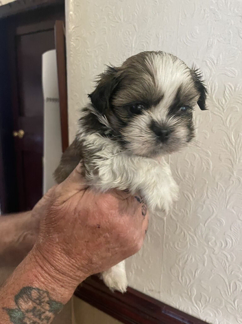Lhasa apso cross shihtzu puppies