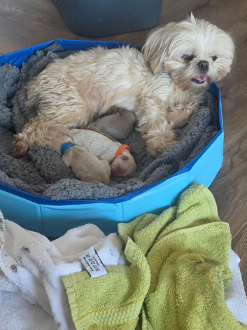 Shih Tzu Puppies Looking for Their Forever Homes!
