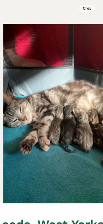 5 month old kitten