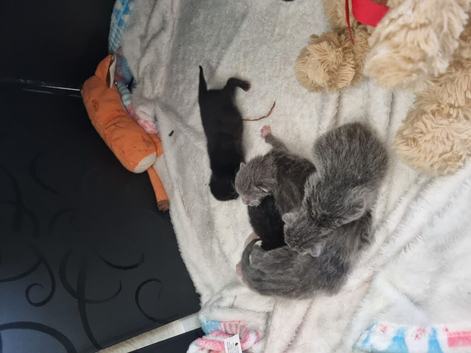 4 girls..  for sale to loving homes