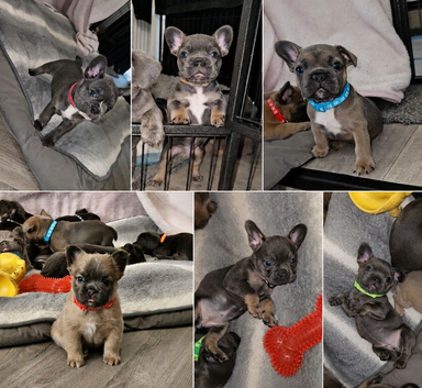 READY TO GO !!! French Bulldog Puppies