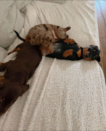 Beautiful miniature dachshund puppies