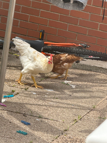 Chickens