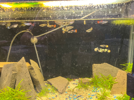 Betta fish