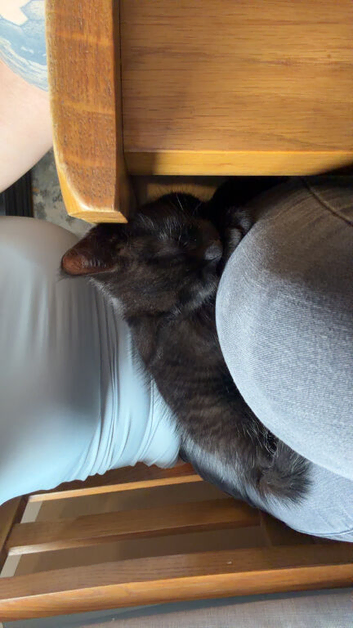 Black cuddly kitten ready to go