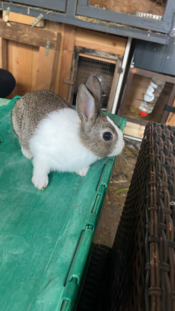 3 baby Dutch for sale