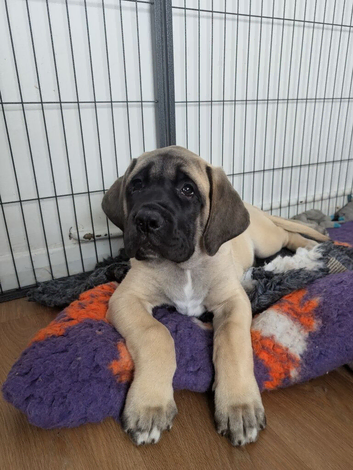 Last remaining KC & health tested boy!