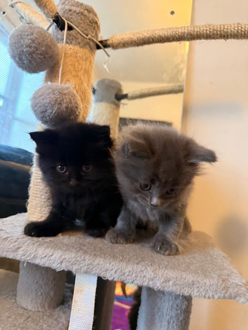 Adorable 7-week-old kittens ready for loving home