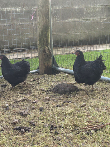 POL Black Wyandotte Bantams