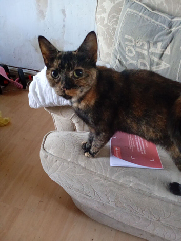 Female young cat