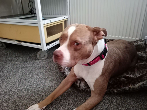 American bully